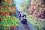 NS 5242 in fall colors